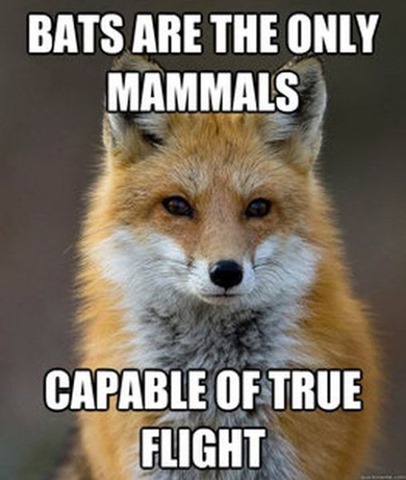 [fox-facts-meme-46%255B2%255D.jpg]