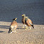 Common Myna
