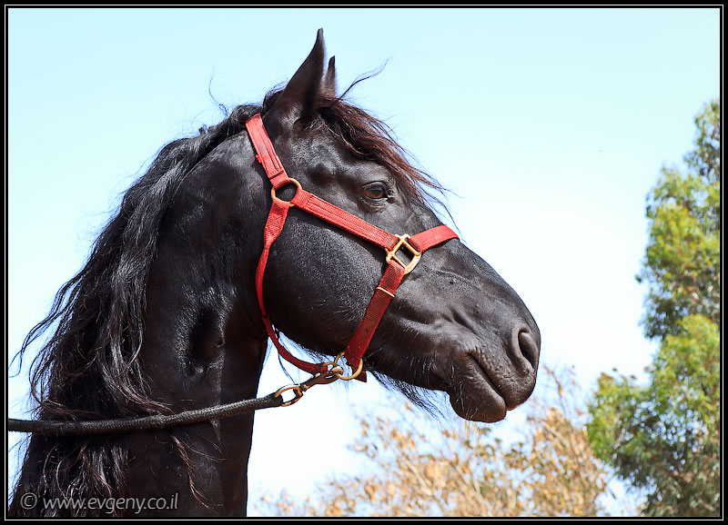 Stallion Show 2011   Лучшие лошади Израиля (foto il  шоу шарон и шфела путешествия выставки музеи фестивали братья наши  20110416 stllion show 004 1988)