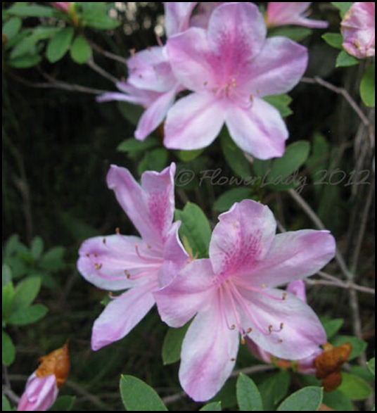 03-09-gt-azaleas