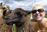 LLama mama