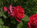 P1090056.JPG