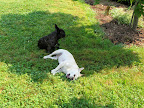 After all that planting, I think it's time for a nap.