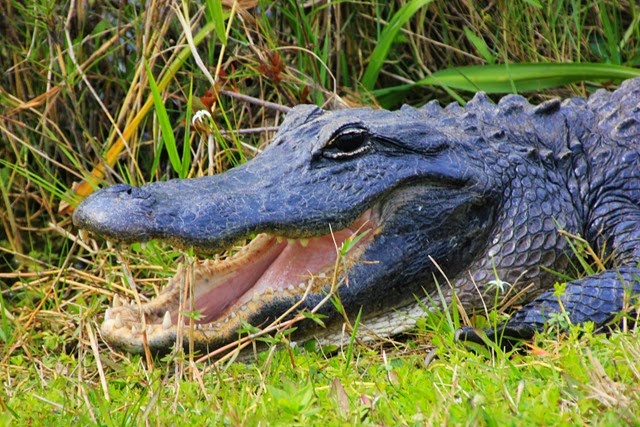 Alligator Everglades Alligator Everglades