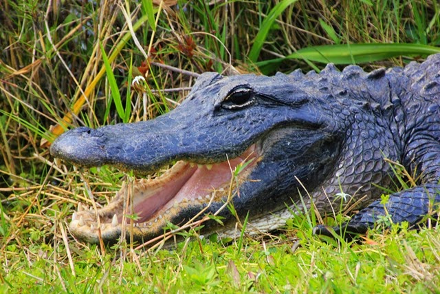 Alligator Everglades