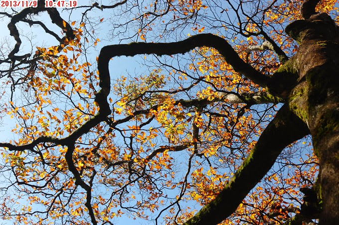 2013_1109_104719 2013_1109_104719