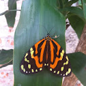 Chetone Moth