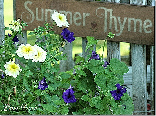 Blue_Yellow_Planter