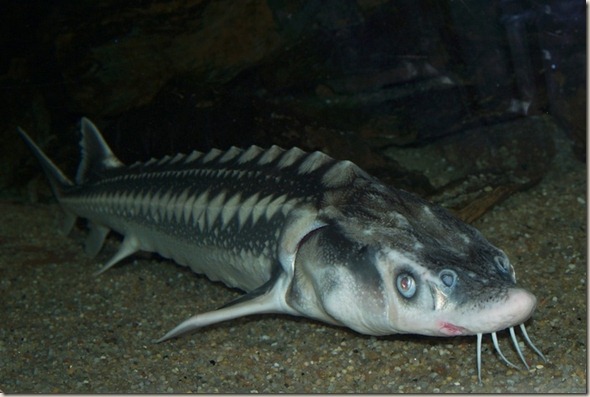 sturgeon sturgeon