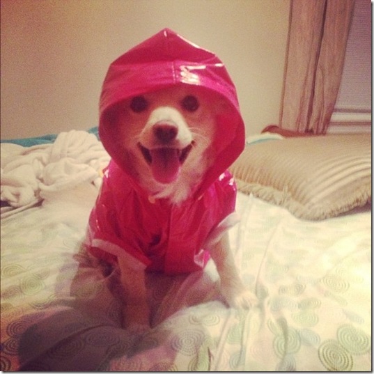 hurricane-sandy-dogs-23