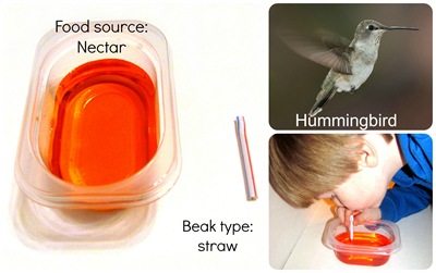 Montessori Tidbits: Bird beak hummingbird straw Montessori Tidbits: Bird beak hummingbird straw