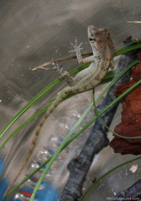 [baby%2520gecko%255B8%255D.jpg]