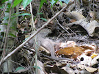 IMG_1155.JPG