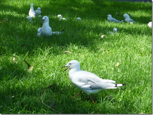 sea gulls