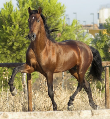 imagenes-de-caballos-1.jpg