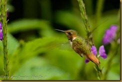 Scintillant Hummingbird (Selasphorus scintilla