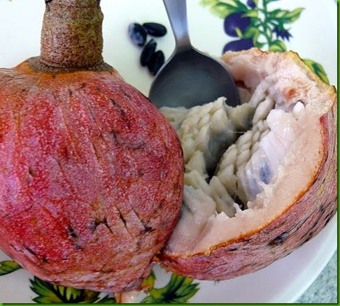 Annona reticulata red Annona reticulata red