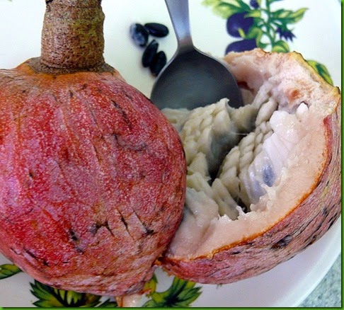 Annona reticulata red