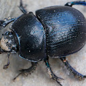 Geotrupidae (Mistkäfer)
