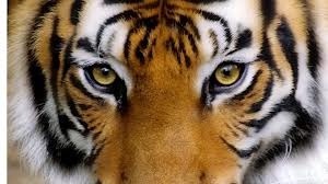 [tiger3.jpg]