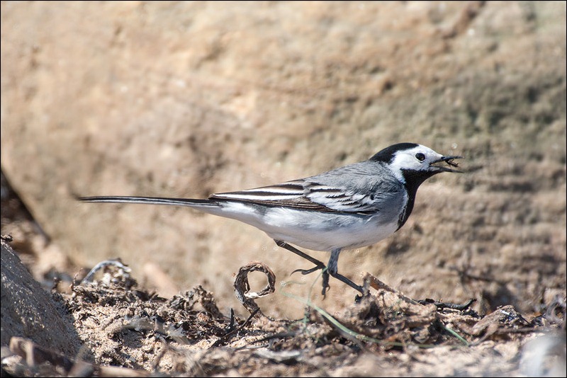 Pied Wagtail