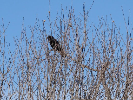 Caw-caw-caw!!
