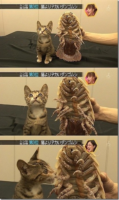 strange-cats-expain-that-7