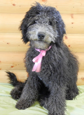 Mandy is a wonderful Doodle. She has a great body structure.