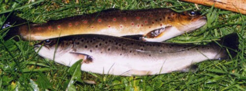 Fishing Brown and sea trout