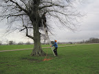 Tree Surgery to make branches safe before the public or contractors arrive
