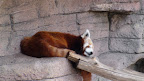 denver_zoo