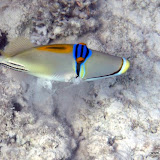 Picasso Fisch