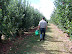 Picking Apples