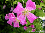 Clematis 'Krakowiak'