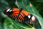 Butterfly, 1