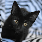 BUTTERCUP-2.jpg