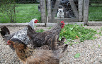 What we feed the chickens affects their eggs - their size, taste, and the shell!