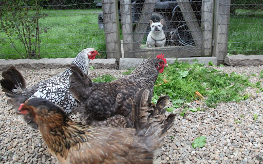 What we feed the chickens affects their eggs - their size, taste, and the shell!