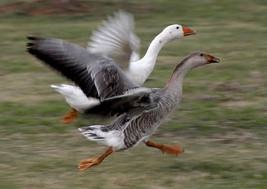 [A%2520SENSE%2520OF%2520A%2520GOOSE%255B3%255D.jpg]