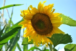 [sunflower%255B4%255D.jpg]