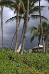 IMGP3118.jpg IMGP3118.jpg
