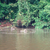 Peru - Rainforest