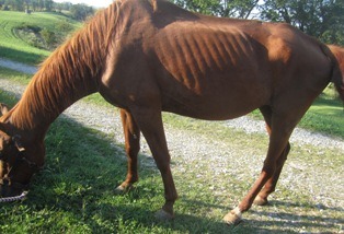 [Horse%25203%2520Mare%2520%25281%2529%255B4%255D.jpg]