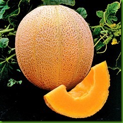 Melon Hales Best