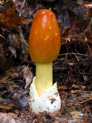 Tsezarsky mushroom
