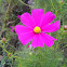 Pink Cosmo