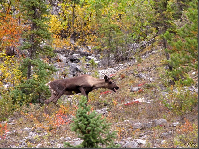 terribly stressed out caribou