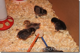 Backyard Chickens: Our chicken breeds Backyard Chickens: Our chicken breeds