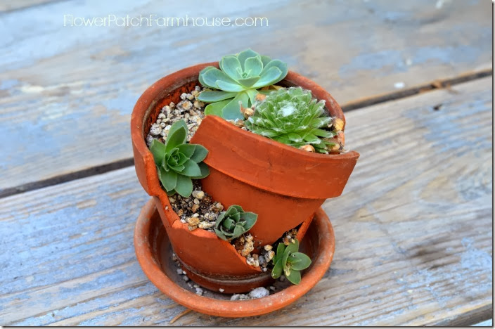 potted chicks4 potted chicks4