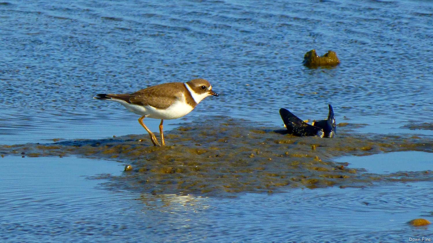 [tern%2520island%2520birding_069%255B3%255D.jpg]